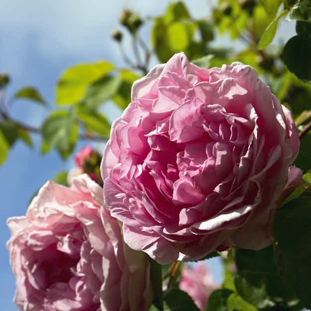 Stiklinger af roser — sådan gør du | Video-guide | ISABELLAS